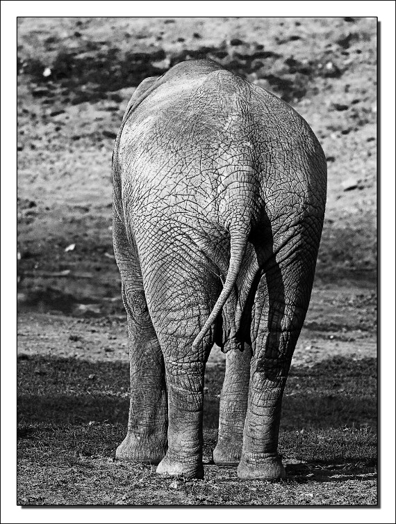IMG_0574 350D DIGITAL copy
